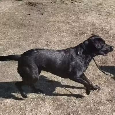 Dog Trail - Massapequa, NY