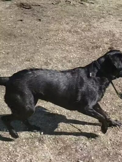 Dog Trail - Massapequa, NY