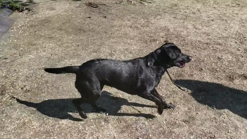 Dog Trail - Massapequa, NY