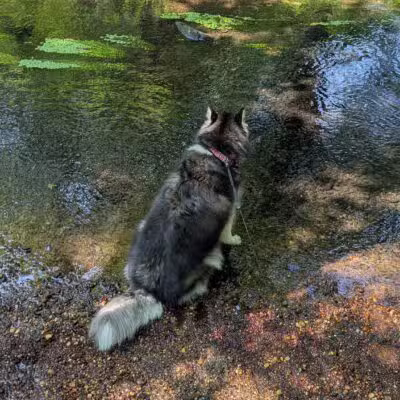 Dog Trail - Massapequa, NY