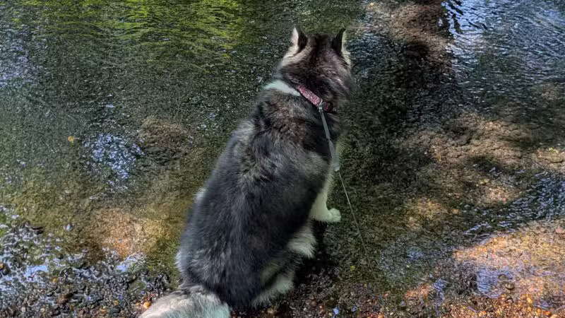 Dog Trail - Massapequa, NY