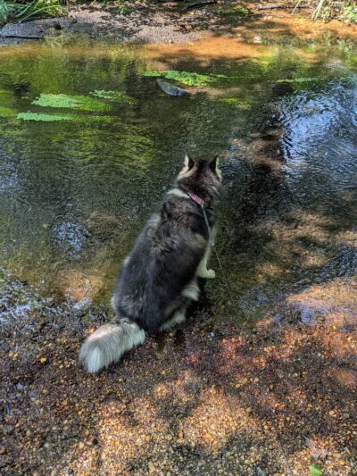 Dog Trail - Massapequa, NY