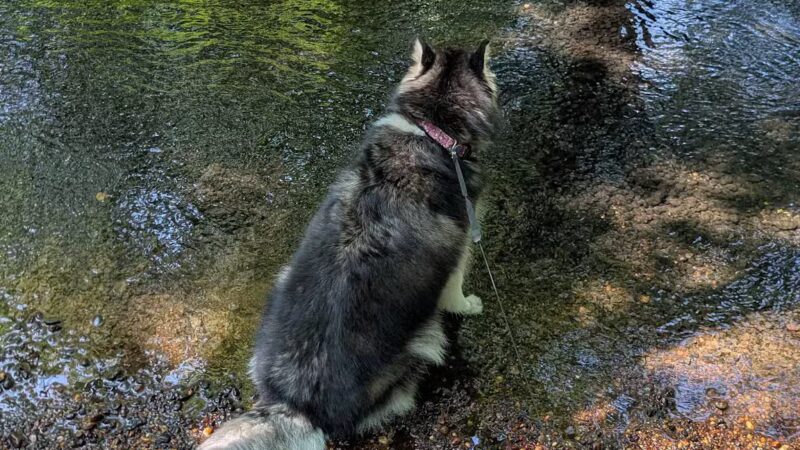 Dog Trail - Massapequa, NY