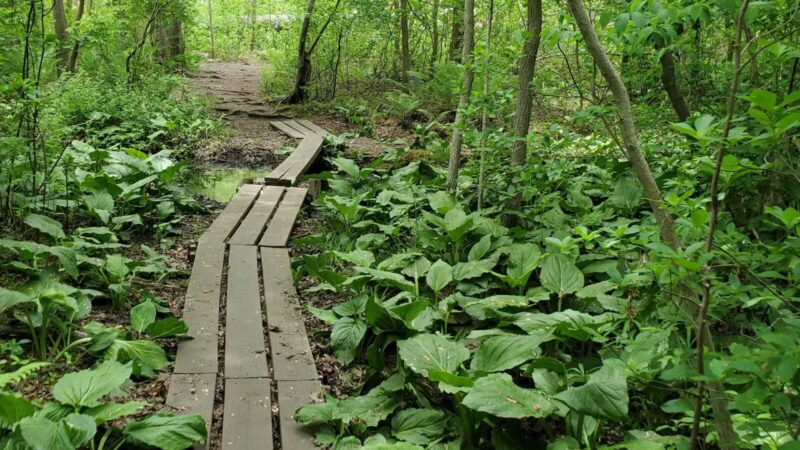 Mansfield Park - Massapequa Park, NY