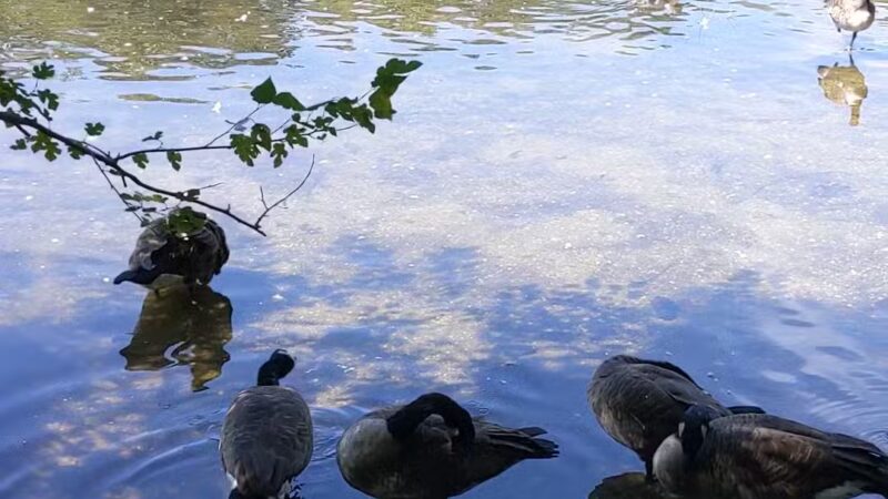 Mansfield Park - Massapequa Park, NY