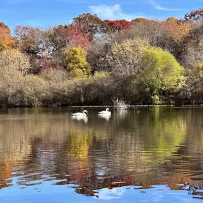 Mansfield Park - Massapequa Park, NY