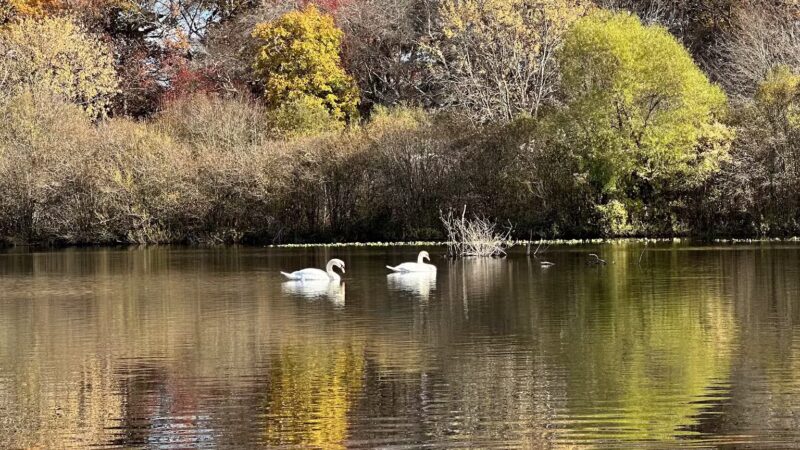Mansfield Park - Massapequa Park, NY