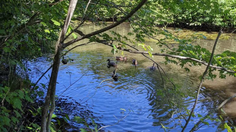 Mansfield Park - Massapequa Park, NY