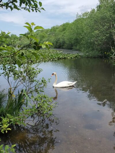 Mansfield Park - Massapequa Park, NY