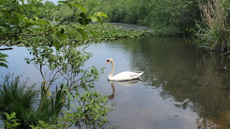 Mansfield Park - Massapequa Park, NY