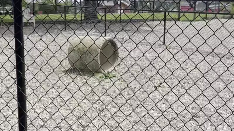 Maywoof Dog Park - Maywood, NJ