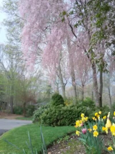 Arboretum Park - Melville, NY