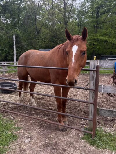 West Hills County Park Parking - Melville, NY