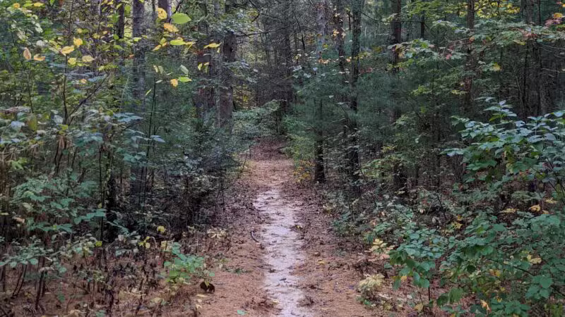 West Hills Nature Preserve - Melville, NY