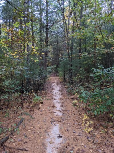 West Hills Nature Preserve - Melville, NY