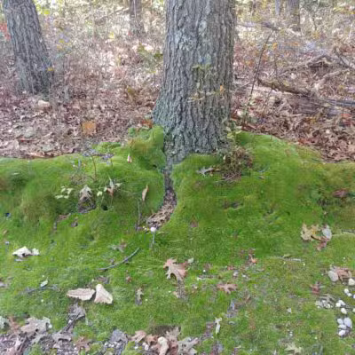 West Hills Nature Preserve - Melville, NY