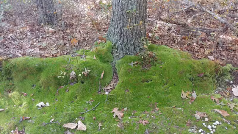 West Hills Nature Preserve - Melville, NY