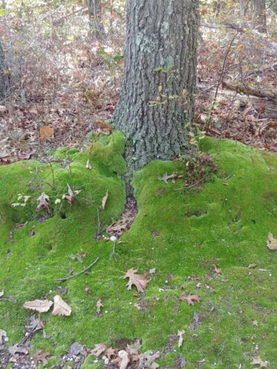 West Hills Nature Preserve - Melville, NY