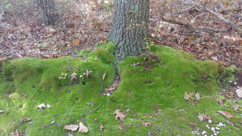 West Hills Nature Preserve - Melville, NY