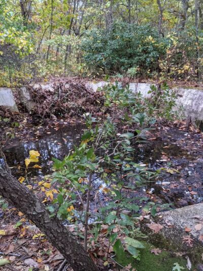 West Hills Nature Preserve - Melville, NY