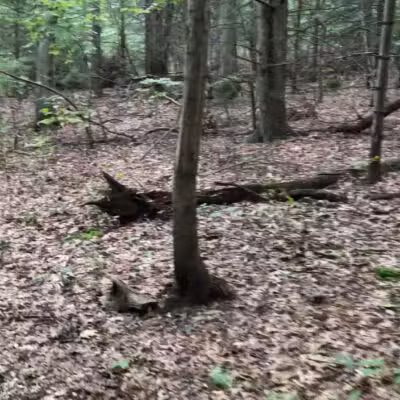 West Hills Nature Preserve - Melville, NY