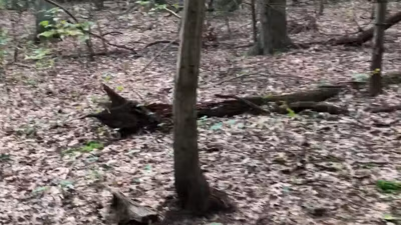 West Hills Nature Preserve - Melville, NY