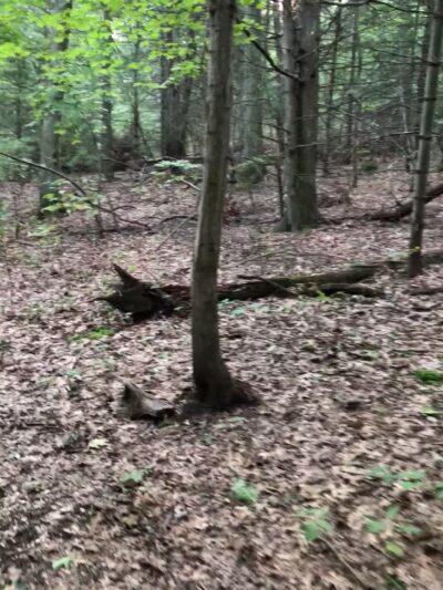 West Hills Nature Preserve - Melville, NY