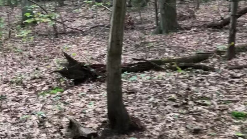 West Hills Nature Preserve - Melville, NY