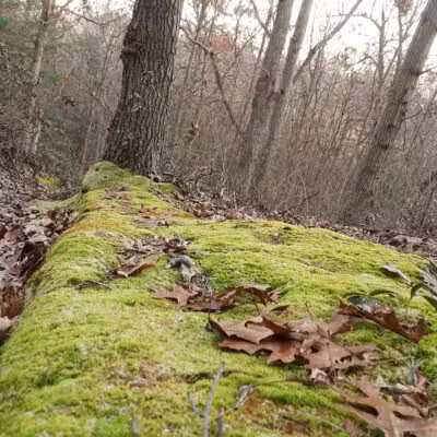 West Hills Nature Preserve - Melville, NY