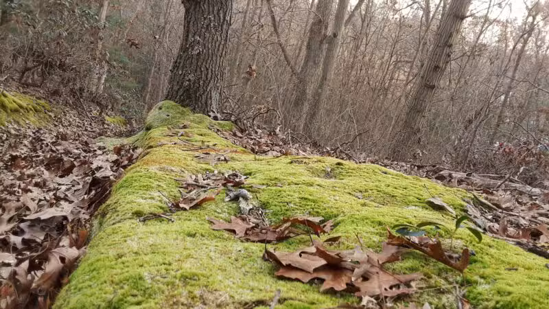 West Hills Nature Preserve - Melville, NY