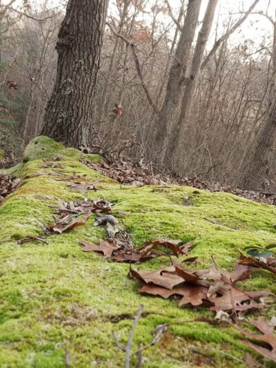 West Hills Nature Preserve - Melville, NY