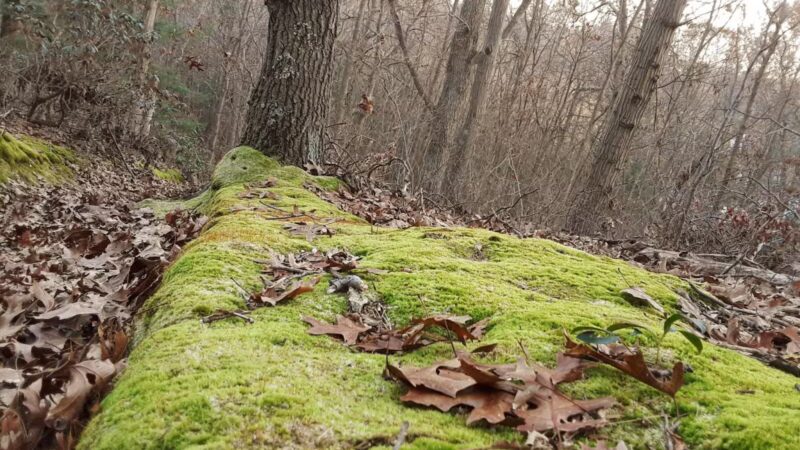 West Hills Nature Preserve - Melville, NY