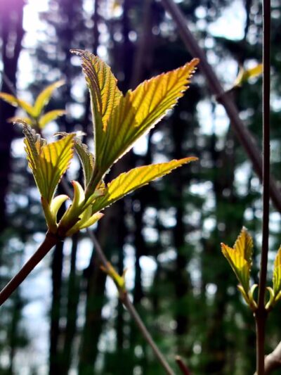 West Hills Preserve Trail Head - Melville, NY