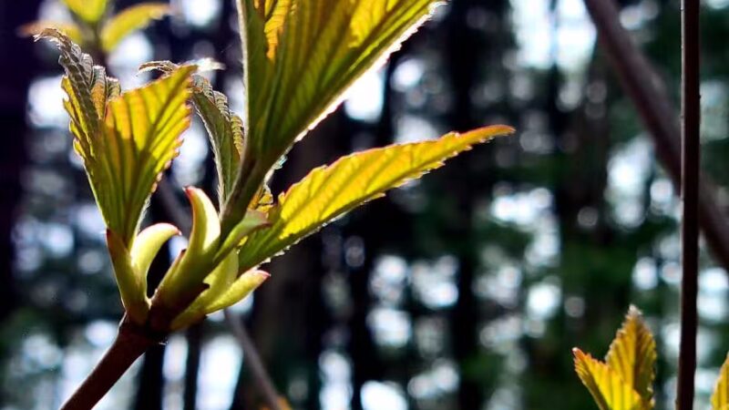 West Hills Preserve Trail Head - Melville, NY