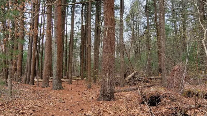 West Hills Preserve Trail Head - Melville, NY