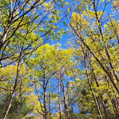 West Hills Preserve Trail Head - Melville, NY