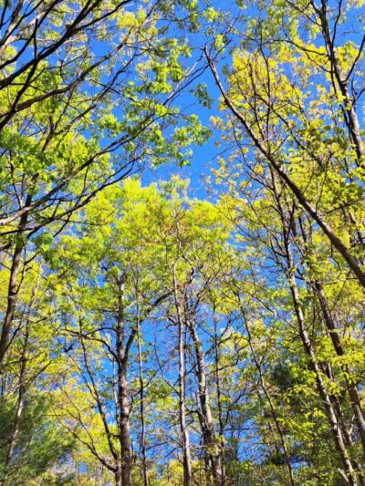 West Hills Preserve Trail Head - Melville, NY