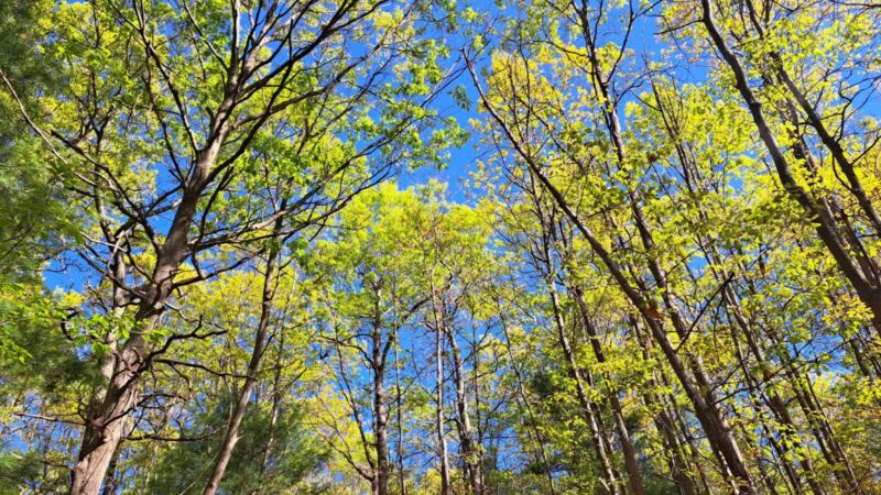 West Hills Preserve Trail Head - Melville, NY