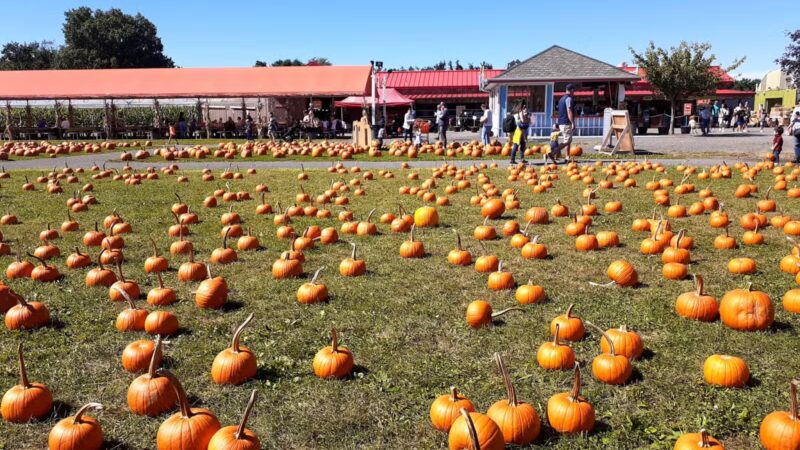 White Post Farms of Melville - Melville, NY