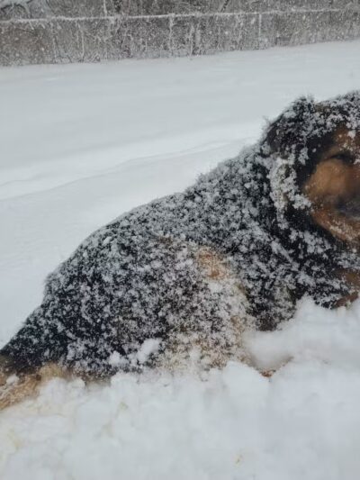 Whitman Park - Melville, NY