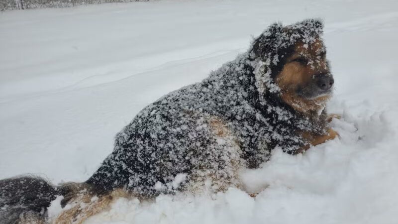 Whitman Park - Melville, NY