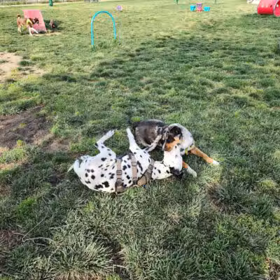 Dog Park - Merced, CA