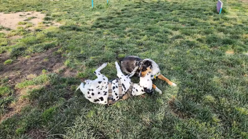 Dog Park - Merced, CA