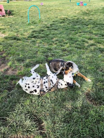 Dog Park - Merced, CA