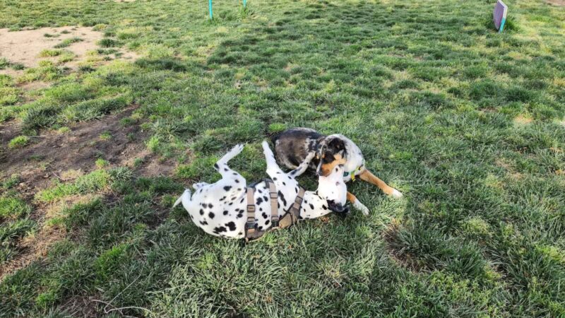 Dog Park - Merced, CA