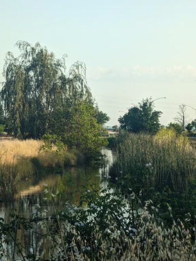 Dog Park - Merced, CA