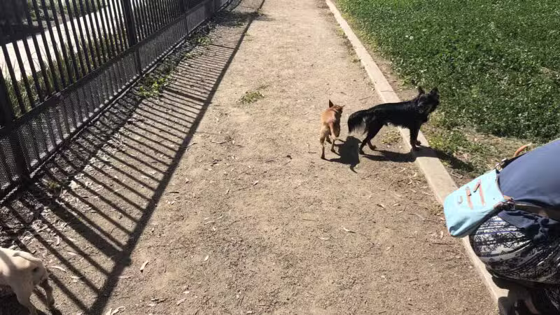 Merced Dog Park - Merced, CA