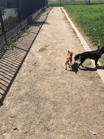 Merced Dog Park - Merced, CA