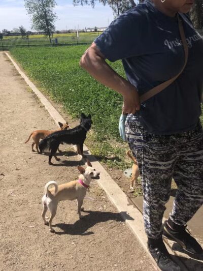 Merced Dog Park - Merced, CA