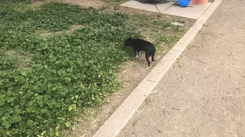 Merced Dog Park - Merced, CA